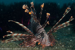 BD-090925-Lembeh-9253931-Pterois-volitans-(Linnaeus.-1758)-[Red-lionfish.-Drakfisk].jpg